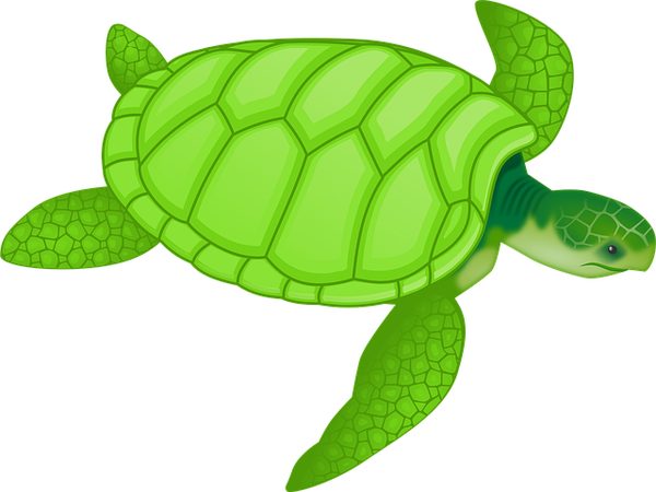 Mettre une tortue en enclos : Avantages et inconvénients de cette pratique