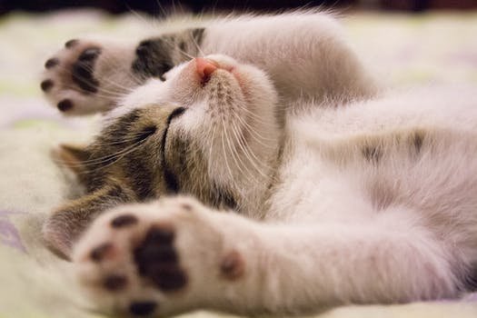 La bourre dans le pelage de chat : comment s'en débarrasser ?