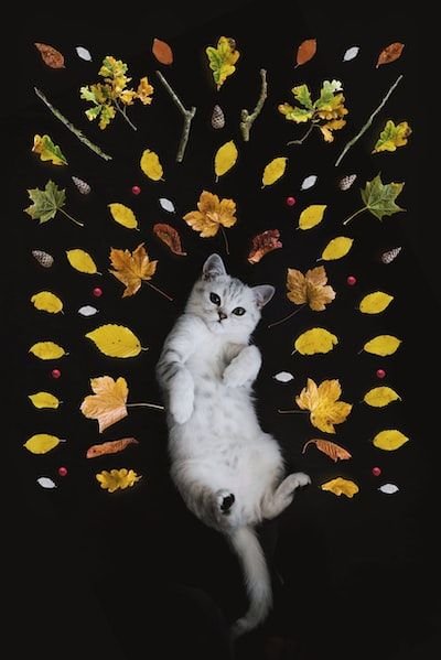 Le chat lève les fesses quand on le caresse : comprendre tout de ce comportement