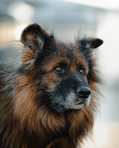 Comment faire pour arrêter l'incontinence de mon chien ?