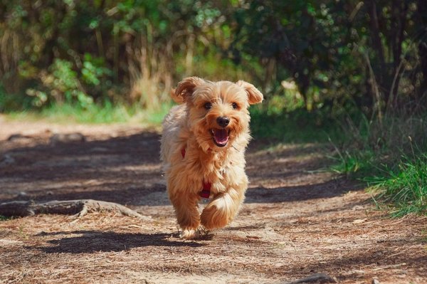 Quels sont les avantages de la brosse Furminator pour le toilettage des chiens ?