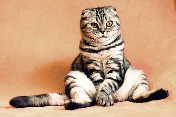 Quelques conseils pour parfumer la litière de votre chat