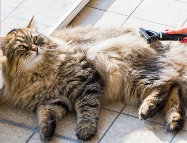 Comment faire le toilettage de son chat à poils longs ?
