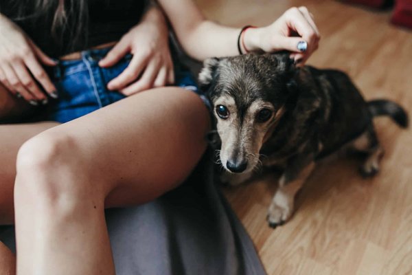 Comment les produits pour animaux de compagnie Ladybel's peuvent transformer votre animal ?