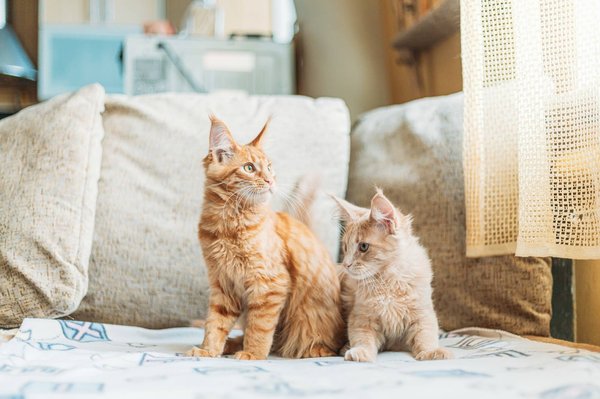 Elevage de chat : Comment bien s’occuper de cet animal de compagnie ?