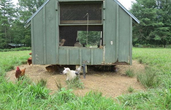 Pourquoi opter pour un poulailler XXL pour vos poules ?