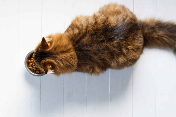Pourquoi offrir des croquettes à son chat ?