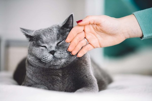 Comment choisir la bonne dose de CBD pour un chat en fonction de son niveau d’émotivité ?