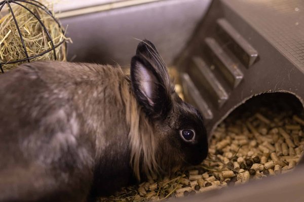 Quels soins apporter à l’alimentation d’un lapin de compagnie ?