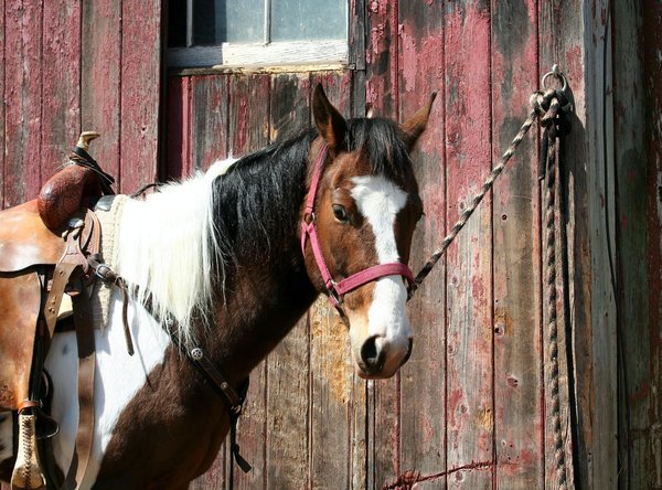 Le drainage pour des chevaux robustes et revitalisés avec le Détox’Liquide Natura Cheval