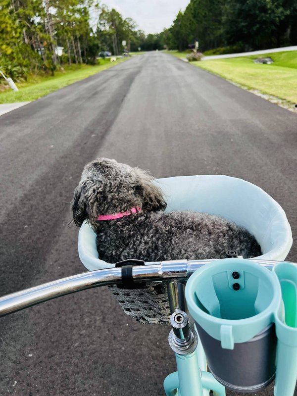 Guide complet des remorques vélo pour chien : sécurité, confort et praticité