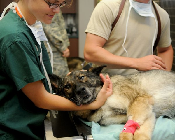 La gestion des soins aux animaux hospitalisés : un travail essentiel pour les auxiliaires vétérinaires