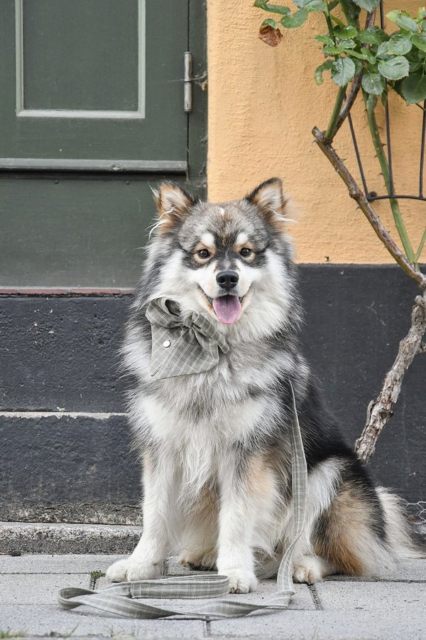 Découvrez le harnais biothane : le confort pour votre chien