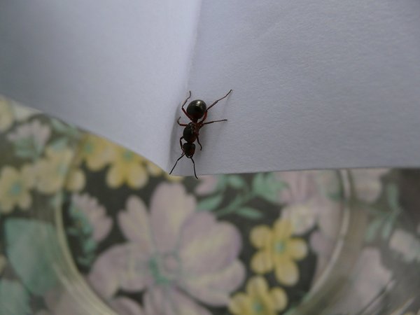 L'élevage de fourmis : Une aventure éducative pour les enfants