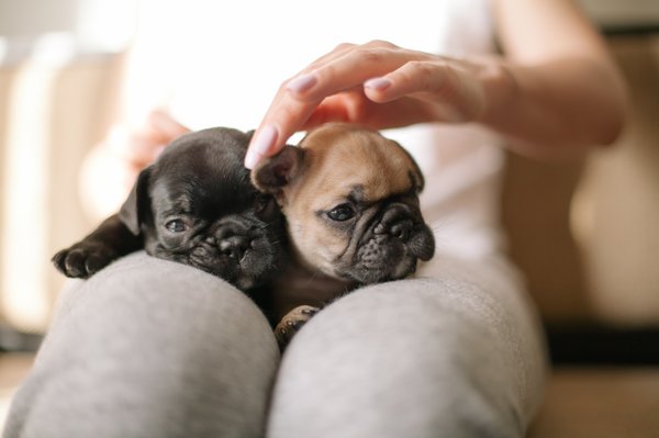 Nourriture idéale pour chiot bouledogue français : notre guide