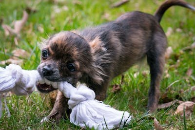 Les 10 meilleurs jouets pour chihuahuas à découvrir absolument