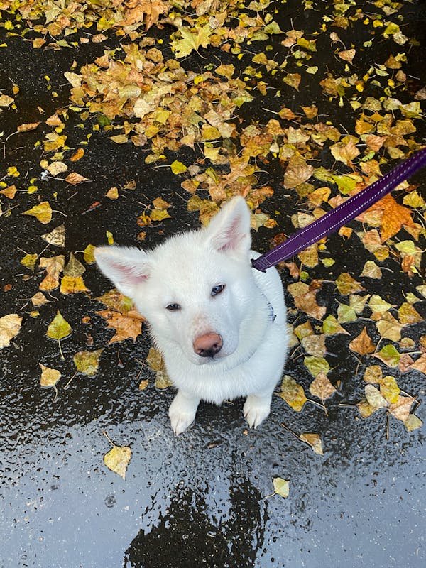 Comprendre le comportement de votre chien pour son bien-être