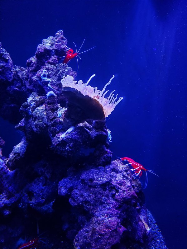 Optimiser la croissance et la reproduction des crevettes grâce aux bactéries nitrifiantes dans l’aquarium