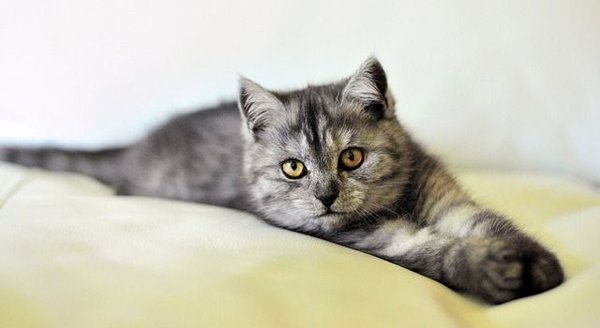 Les raisons pour lesquelles un chat parle