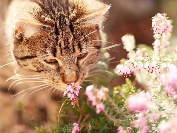 Comment faire quand son chat sent mauvais ?