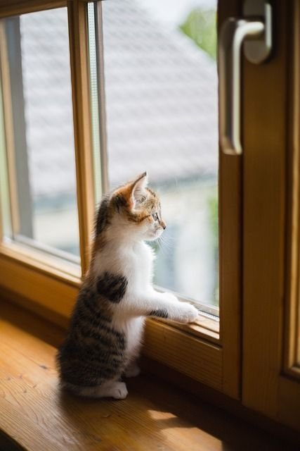 Est-ce que le chat ressent quand on est triste ?