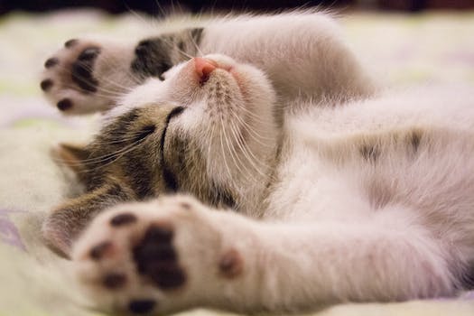 La bourre dans le pelage de chat : comment s’en débarrasser ?