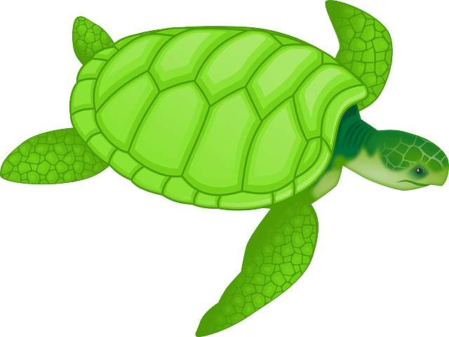 Mettre une tortue en enclos : Avantages et inconvénients de cette pratique